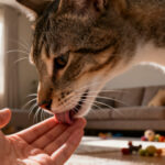 Pourquoi donc mon chat ou mon chien me lèche : décryptage d'un comportement sans aucun texte